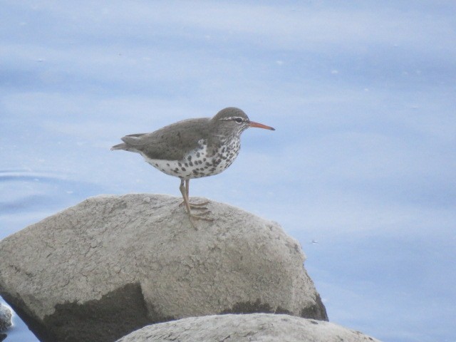 Spotted Sandpiper - Ed  Newbold