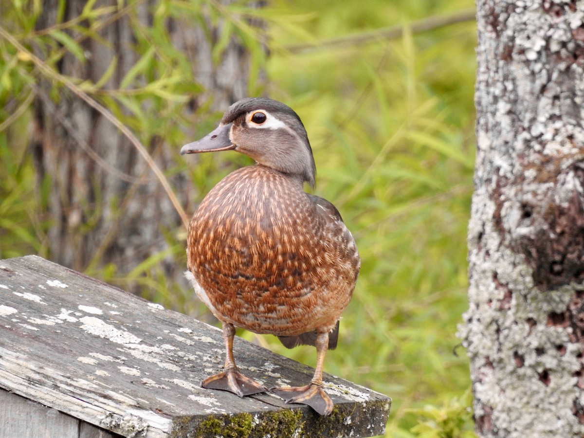 Wood Duck - ML618761429