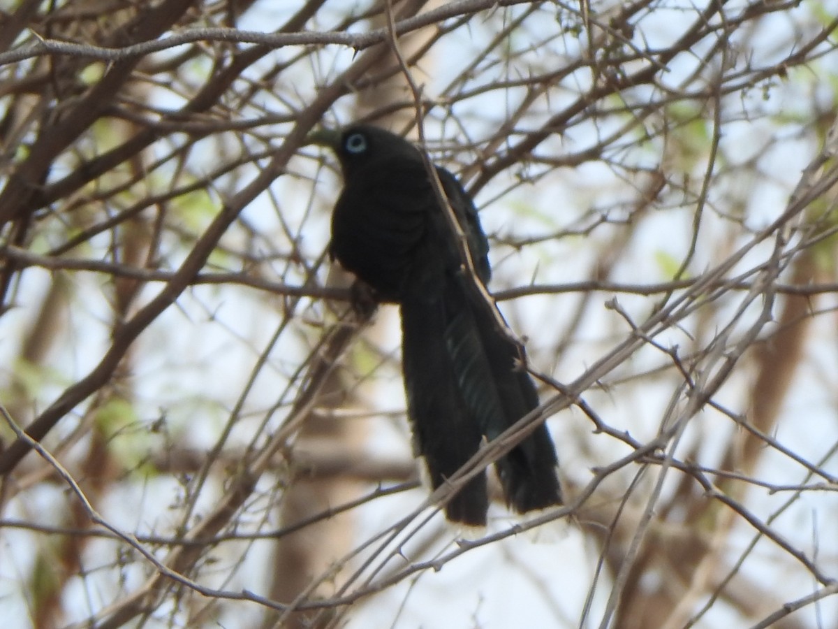 Blue-faced Malkoha - ML618761436