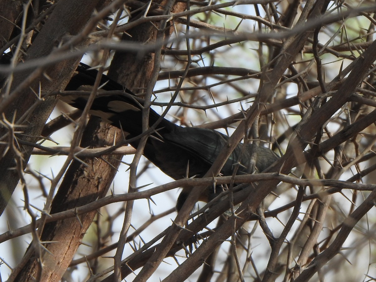 Blue-faced Malkoha - ML618761437