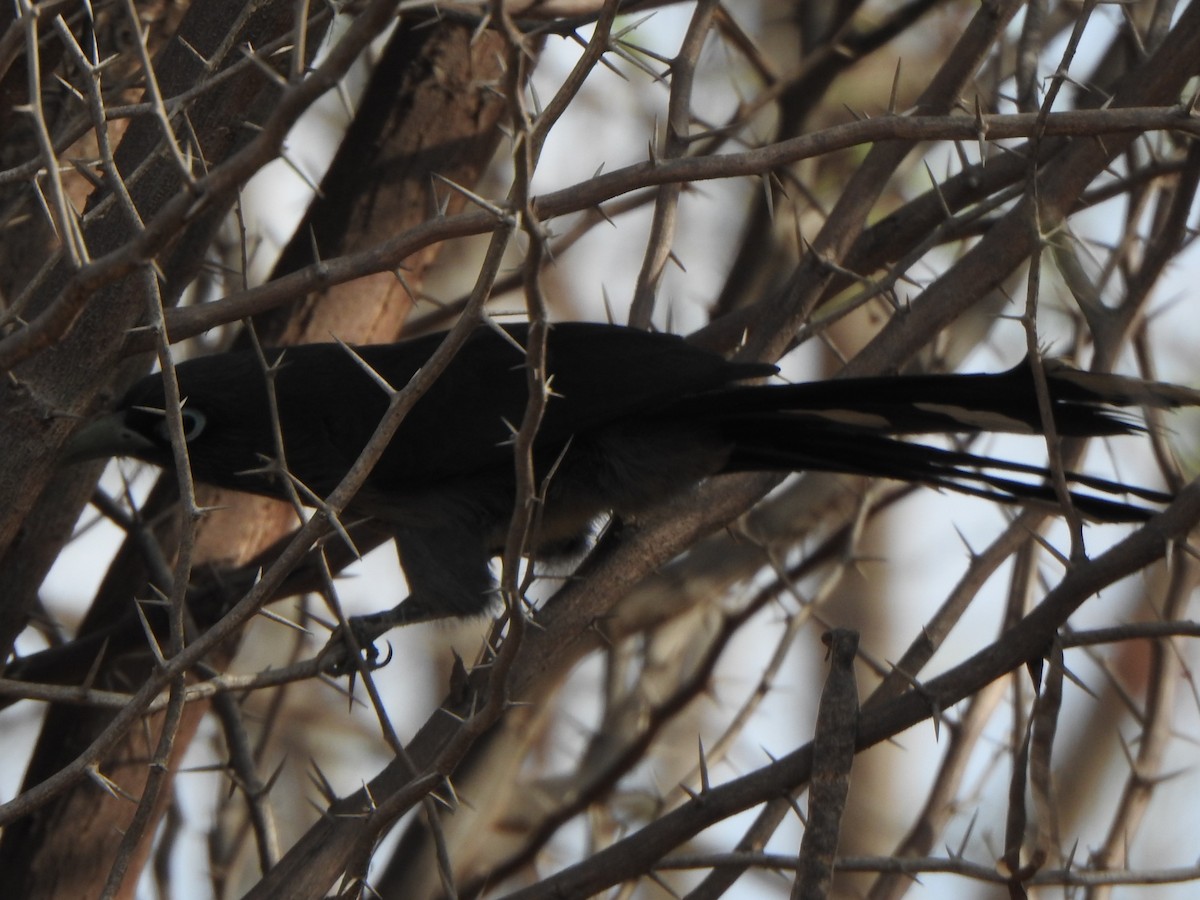 Blue-faced Malkoha - ML618761438