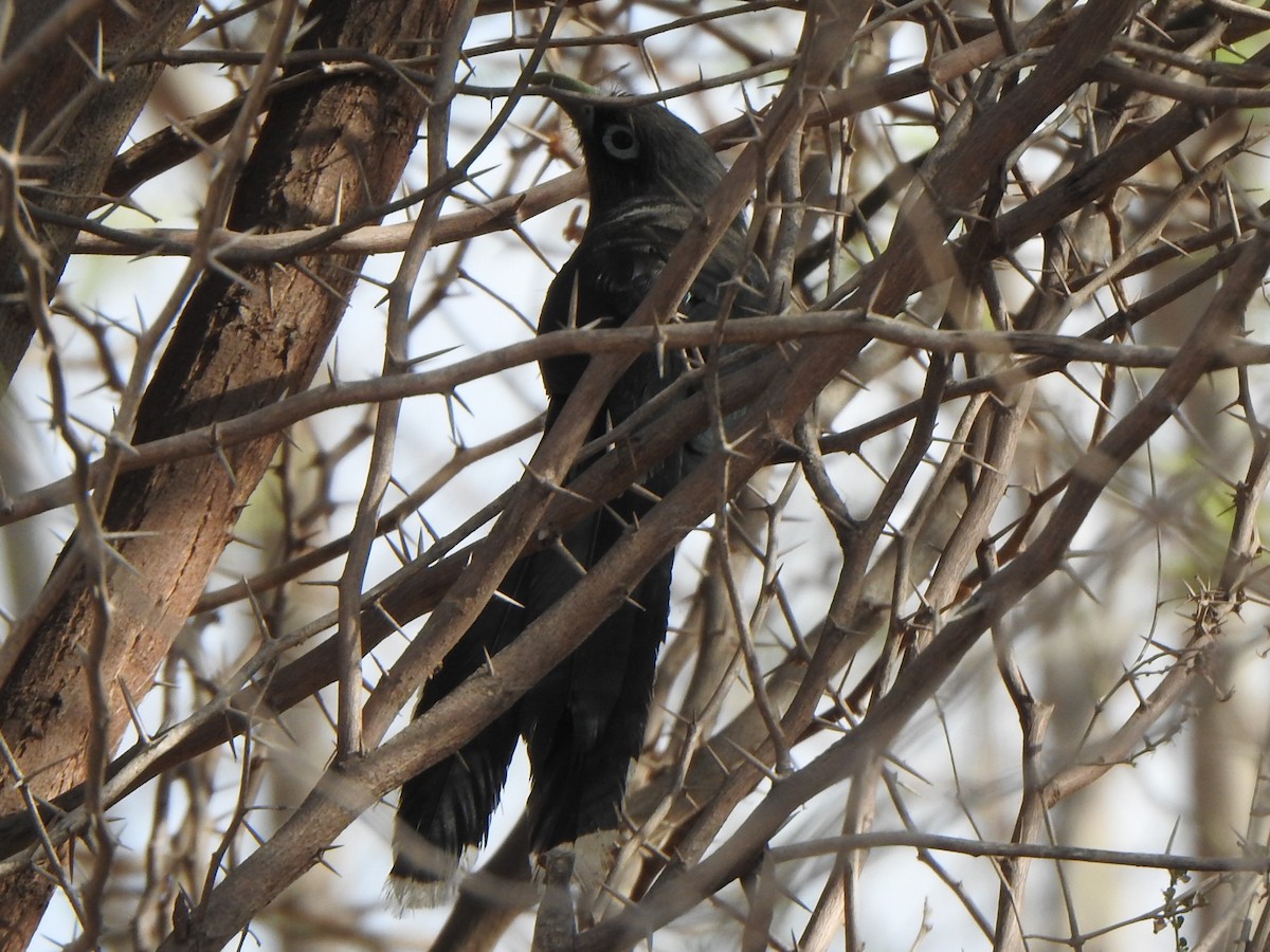 Blue-faced Malkoha - ML618761439