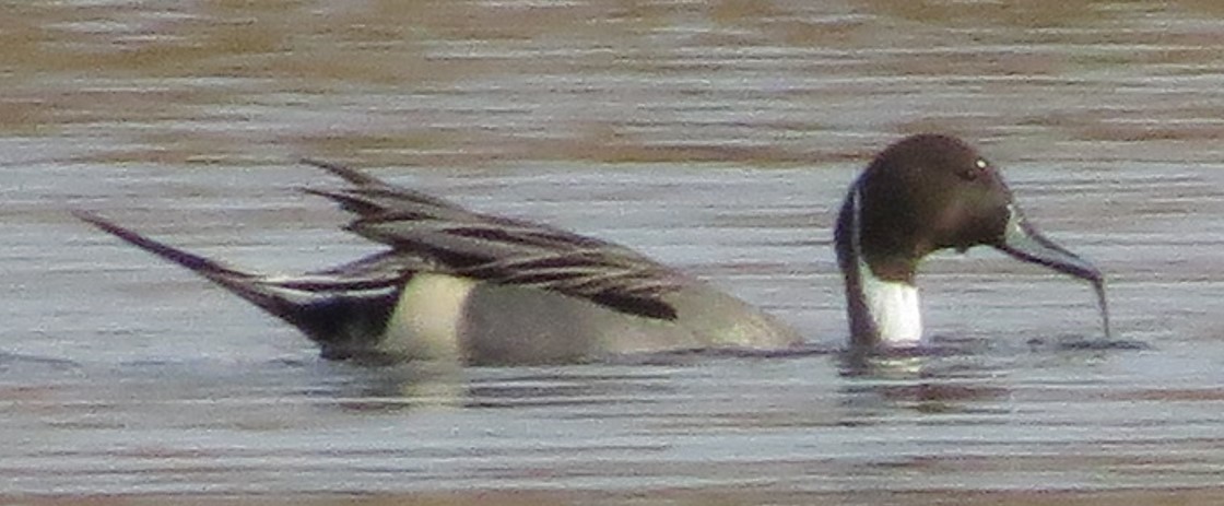 Northern Pintail - ML618761452