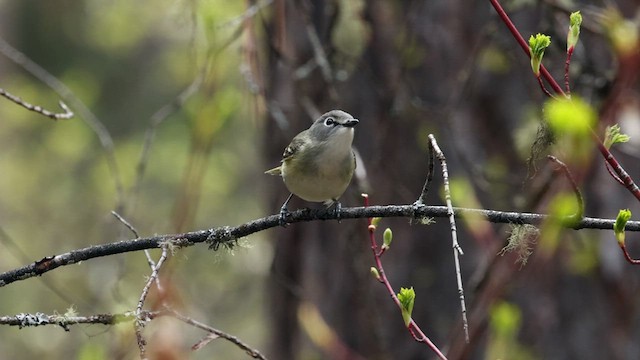 Vireo de Cassin - ML618761460