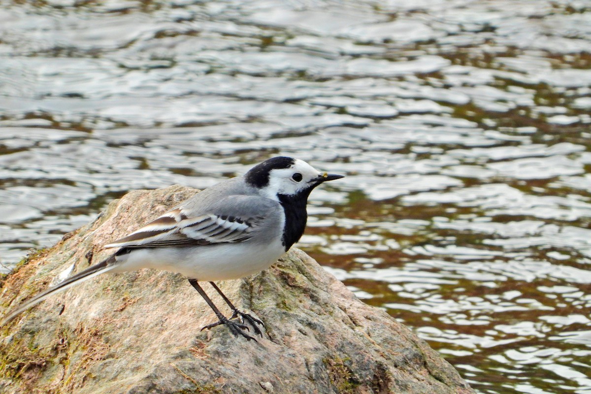 White Wagtail - Jana Vlková