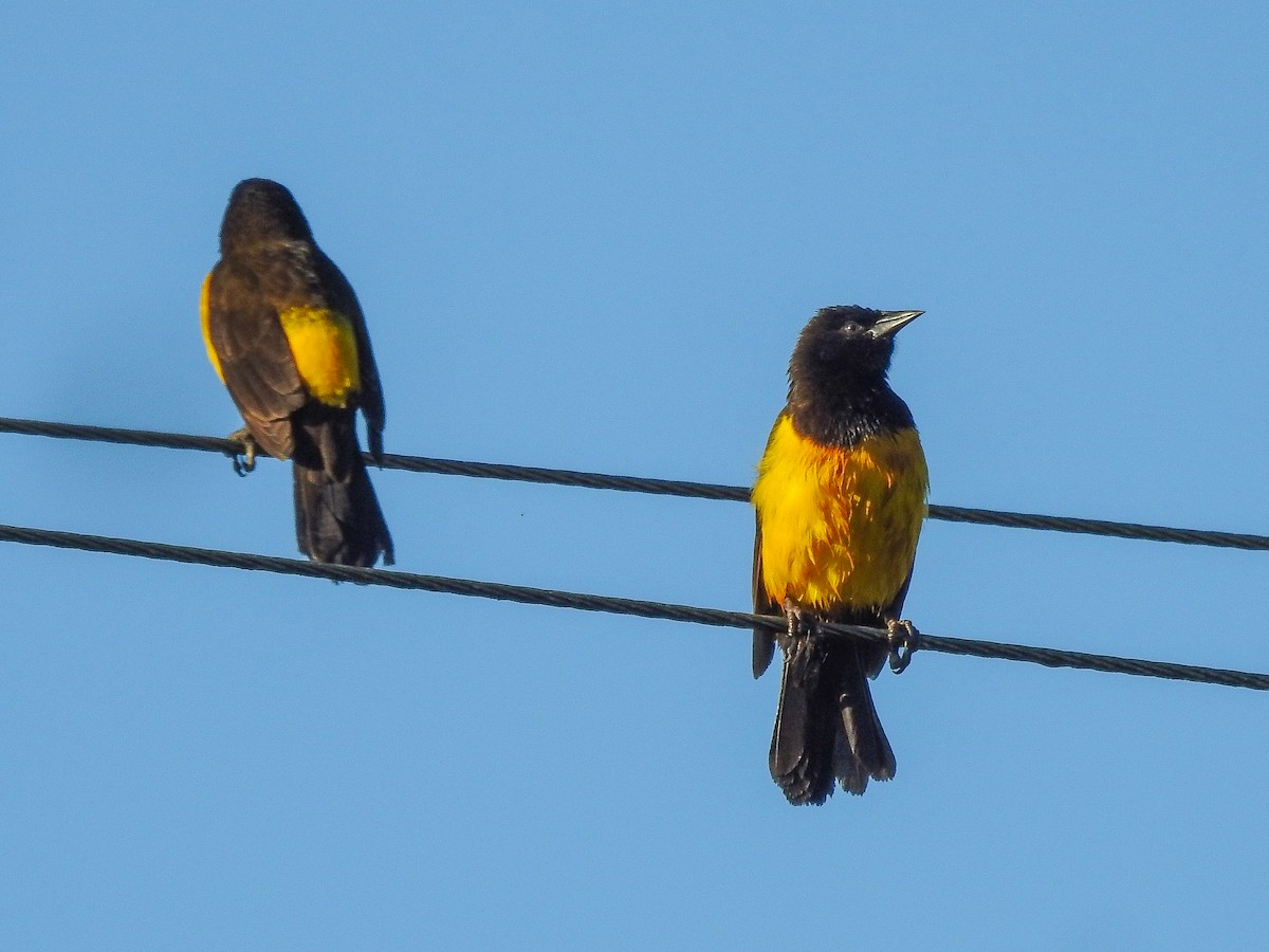 Yellow-rumped Marshbird - Francisco Falcon