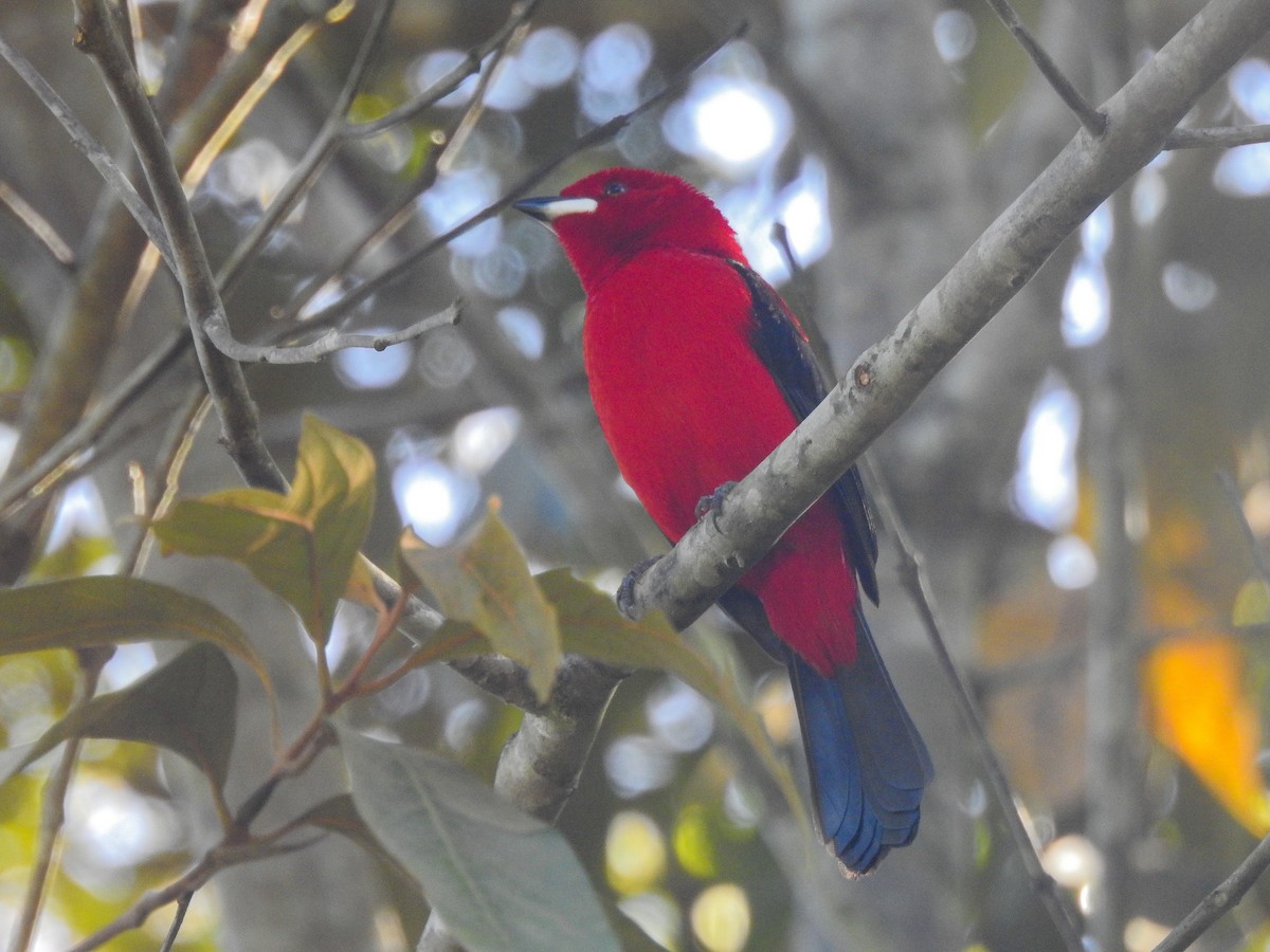 Brazilian Tanager - Francisco Falcon