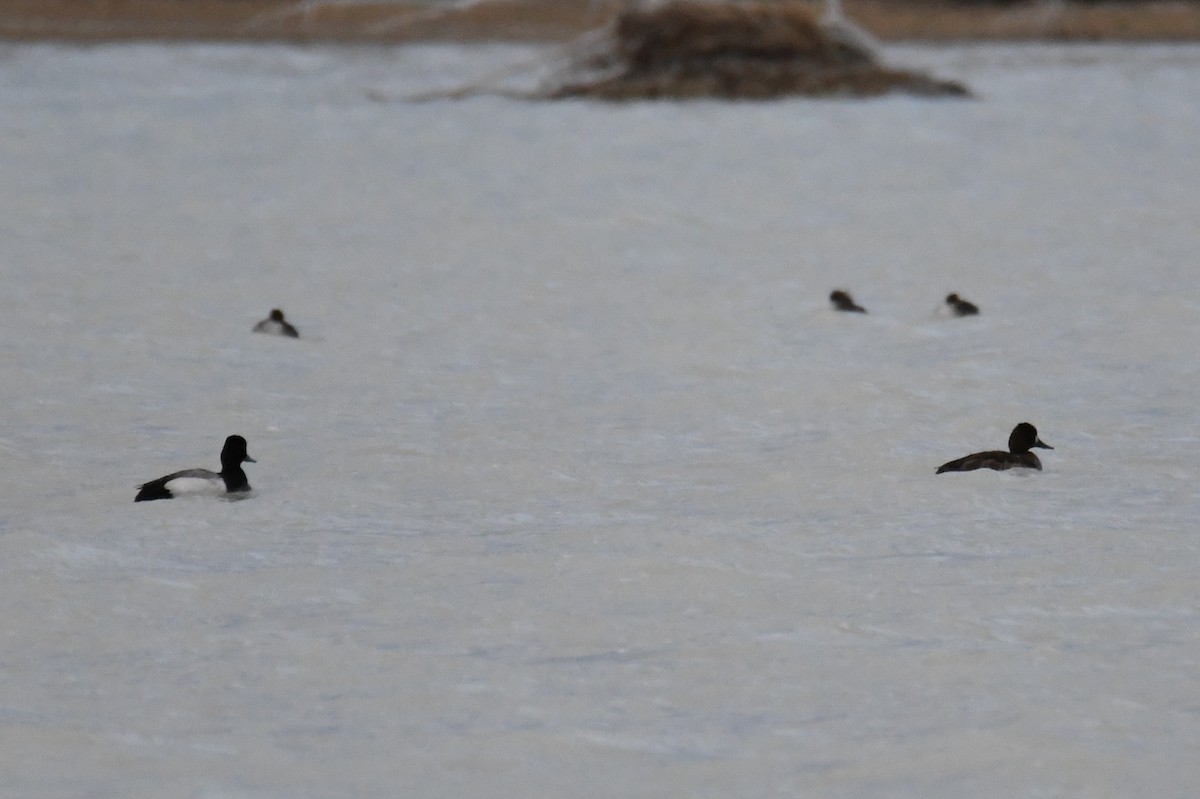 Lesser Scaup - ML618761514