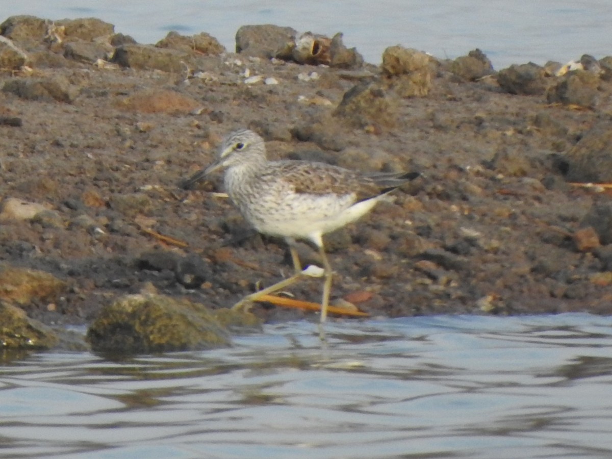 Common Greenshank - Arulvelan Thillainayagam