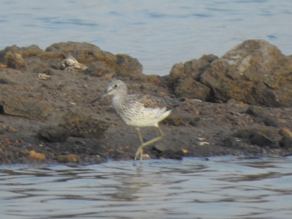 Common Greenshank - Arulvelan Thillainayagam