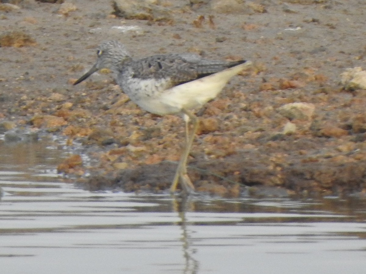 Common Greenshank - ML618761523