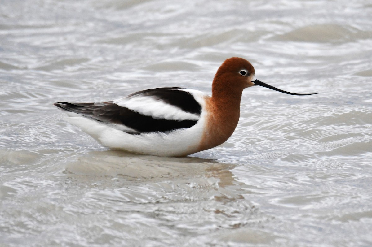 American Avocet - ML618761527