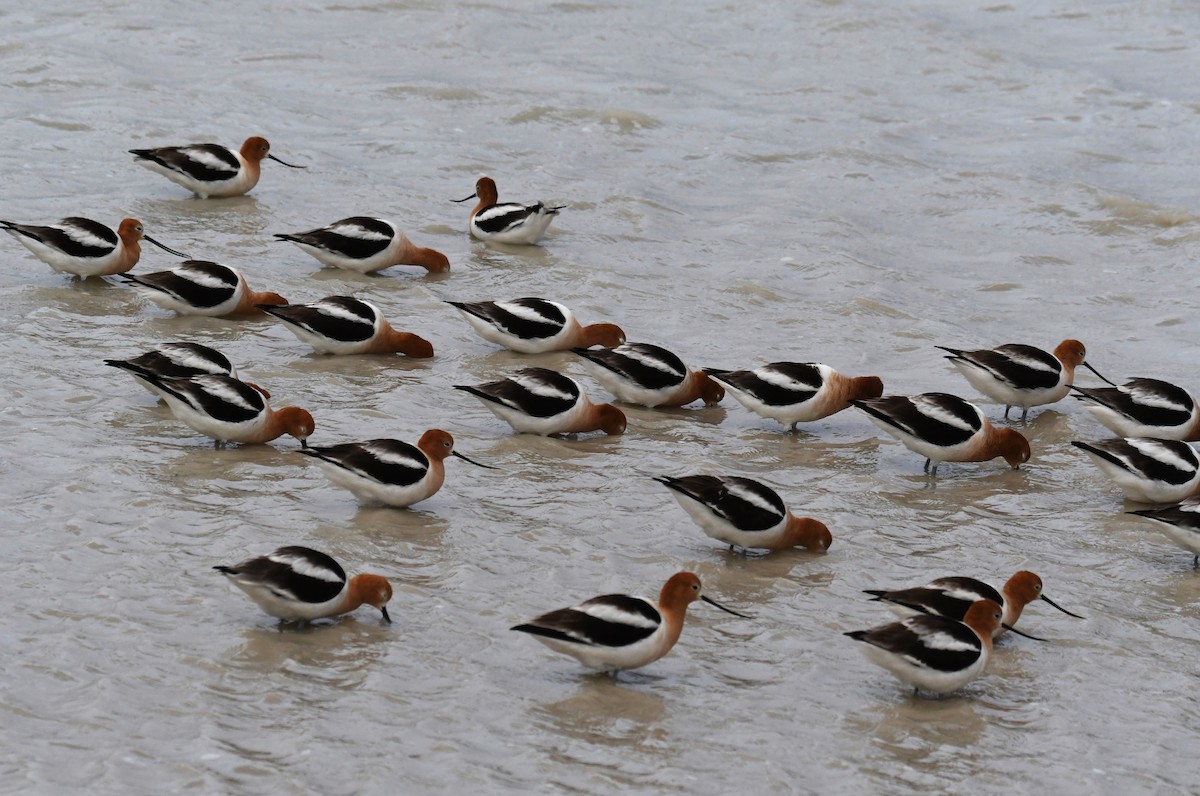 American Avocet - ML618761528