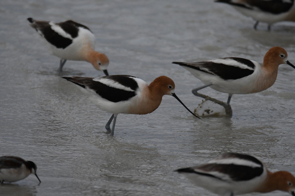 American Avocet - ML618761529