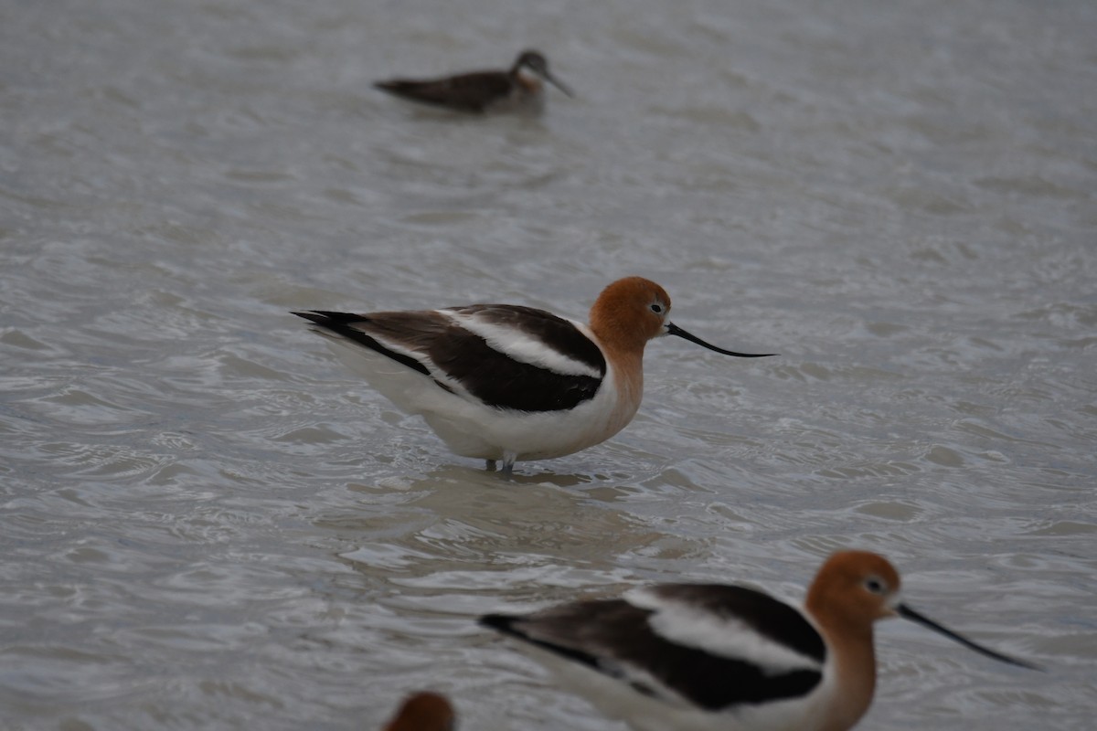 American Avocet - ML618761530