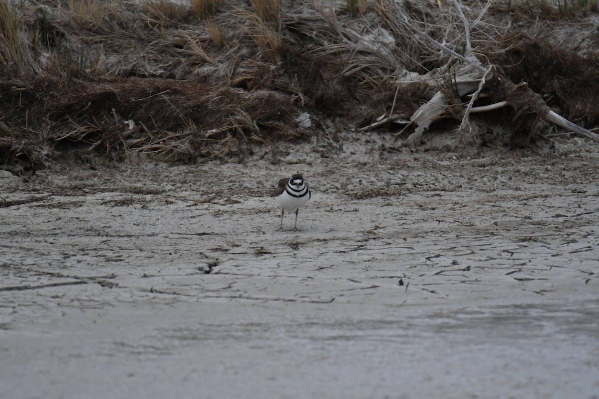 American Avocet - ML618761531