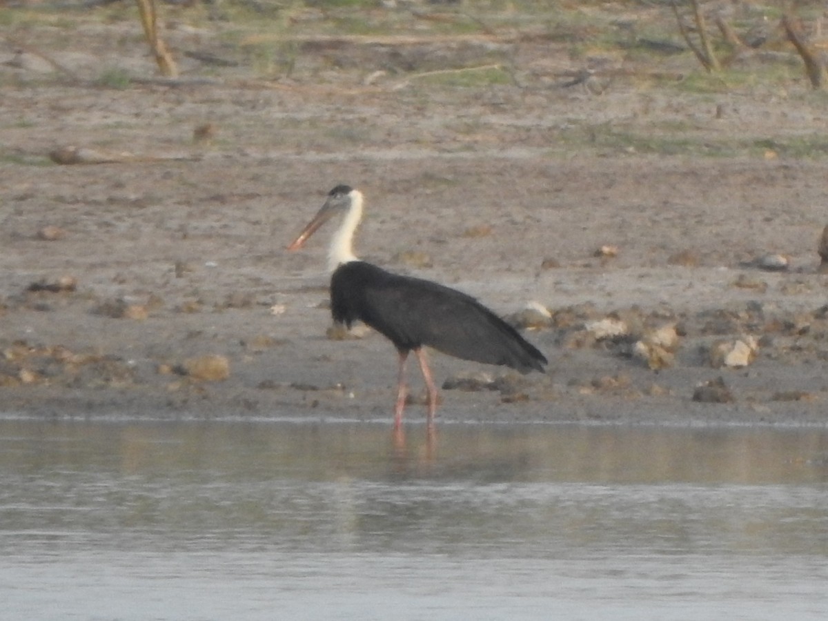 Asian Woolly-necked Stork - ML618761532