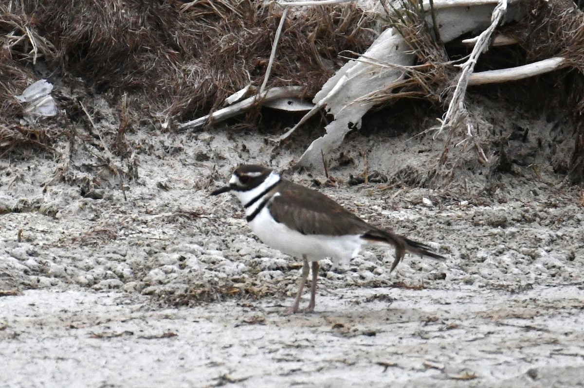 Killdeer - ML618761539