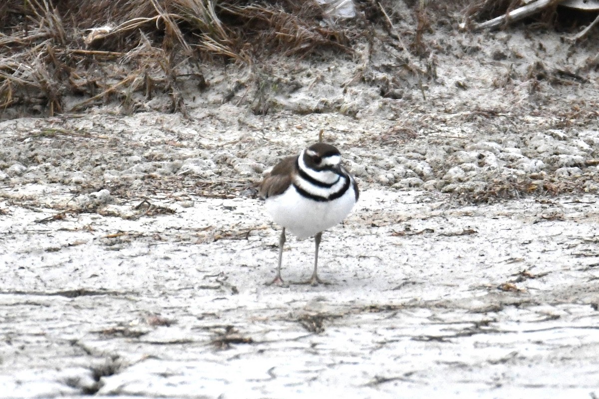 Killdeer - ML618761540
