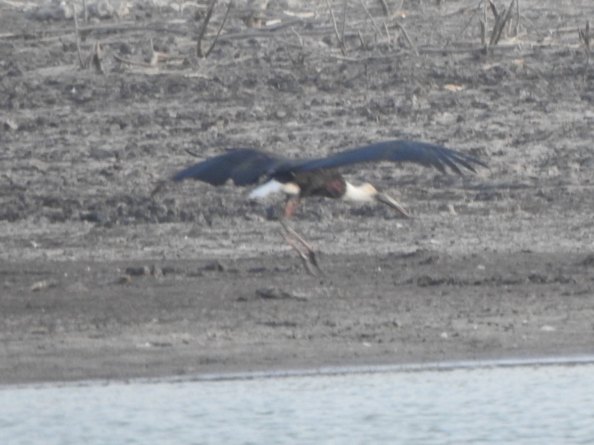 Asian Woolly-necked Stork - ML618761544