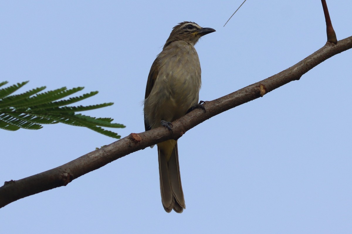 White-browed Bulbul - ML618761545