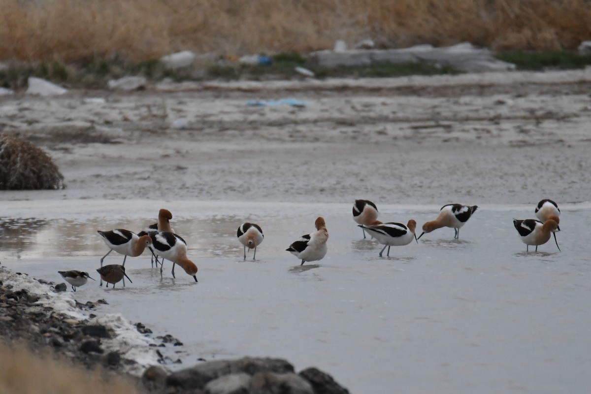 langnebbekkasinsnipe - ML618761547