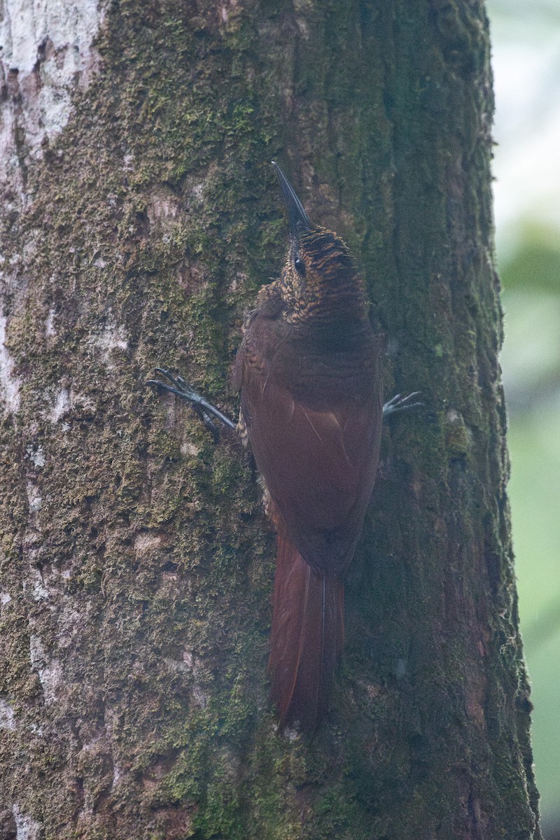 Northern Barred-Woodcreeper - Isaiah Rowe