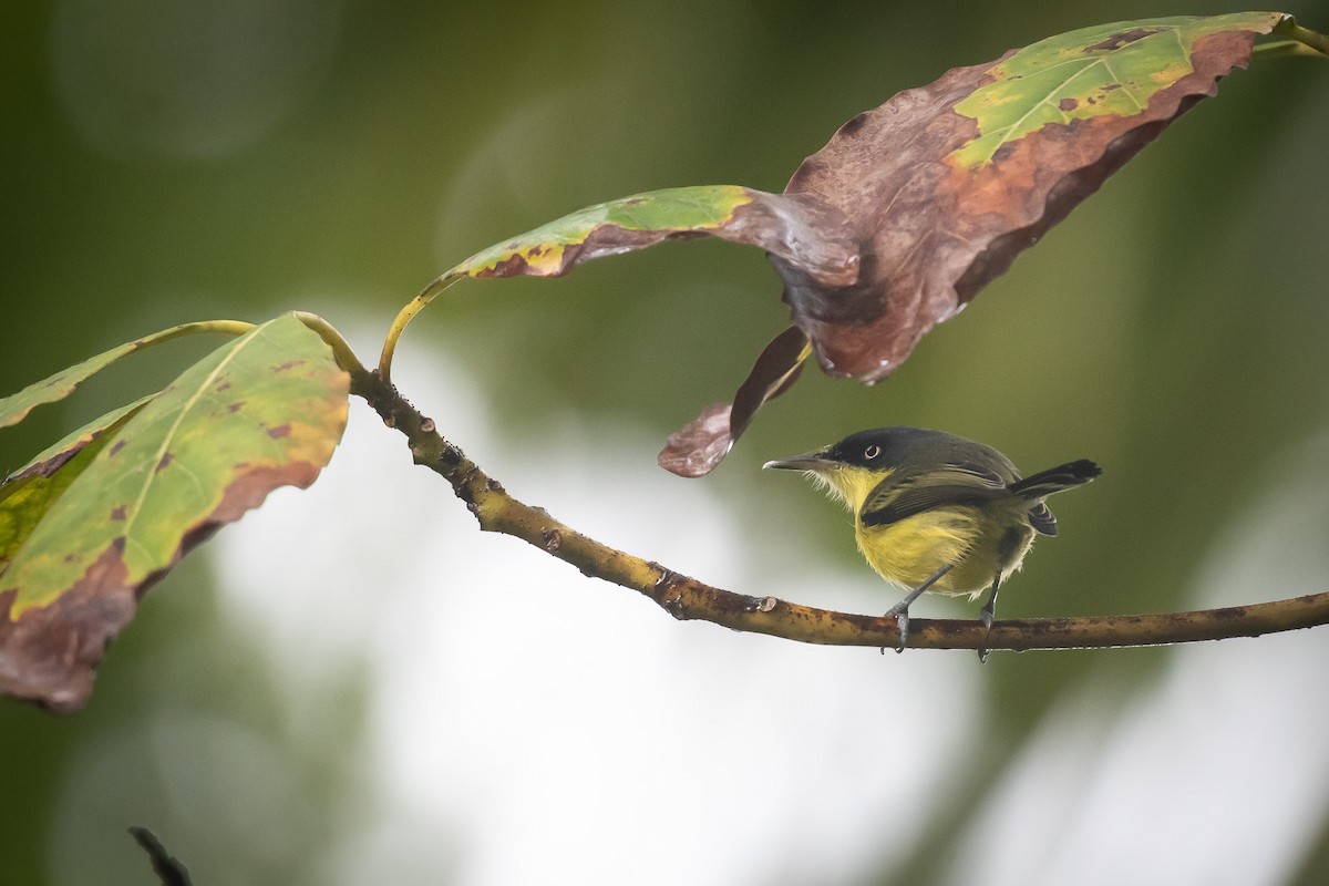 Common Tody-Flycatcher - Isaiah Rowe