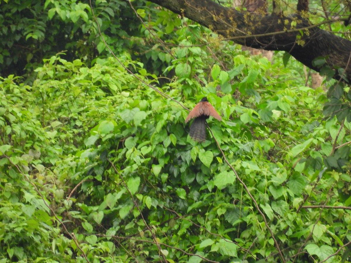 Lesser Coucal - Rahul Kumaresan