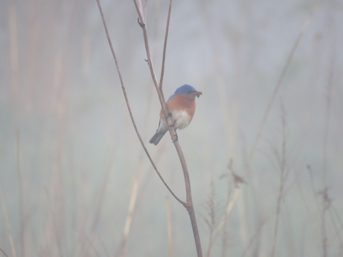 Eastern Bluebird - ML618761568