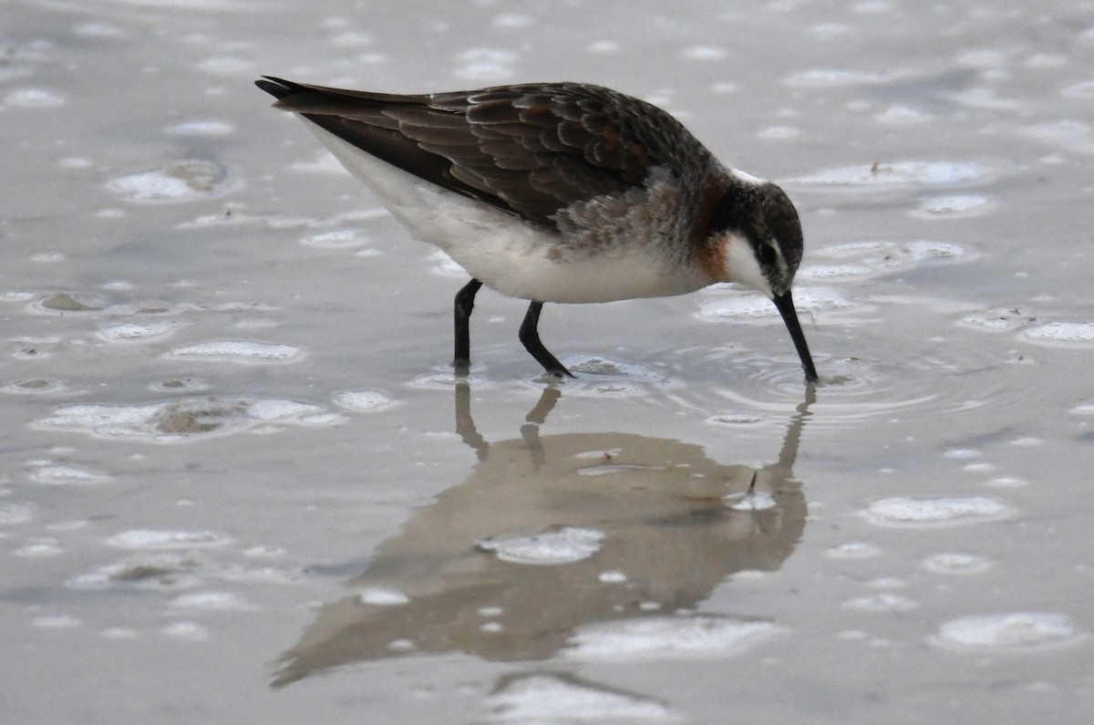 Wilson's Phalarope - ML618761573