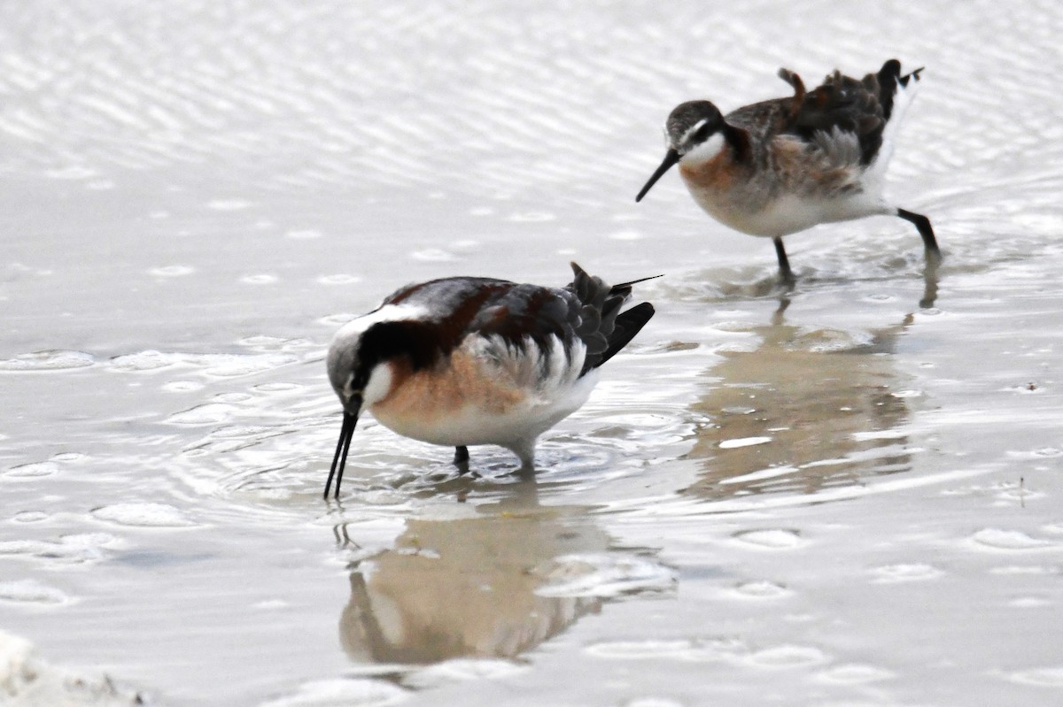 Wilson's Phalarope - ML618761574