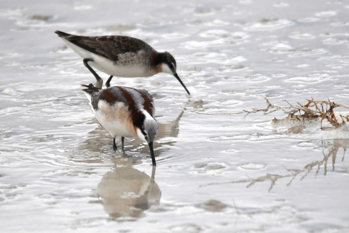 Wilson's Phalarope - ML618761575