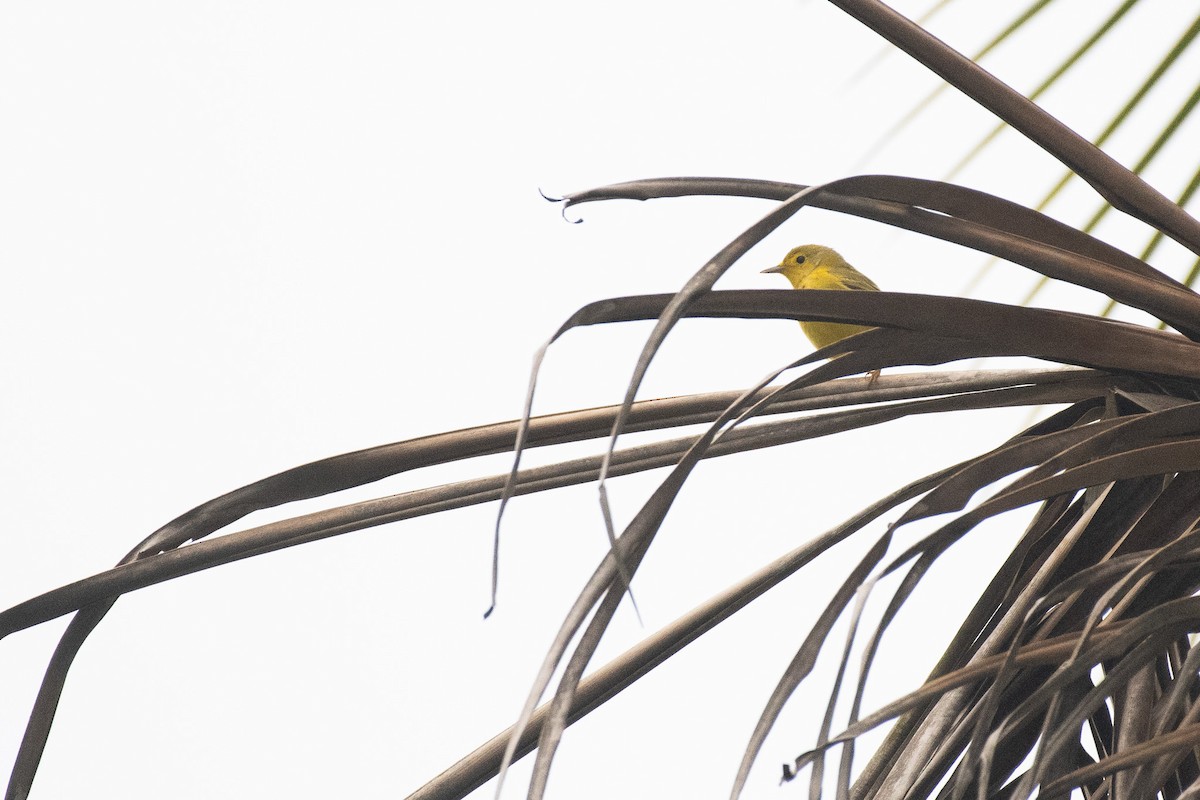 Yellow Warbler - Isaiah Rowe