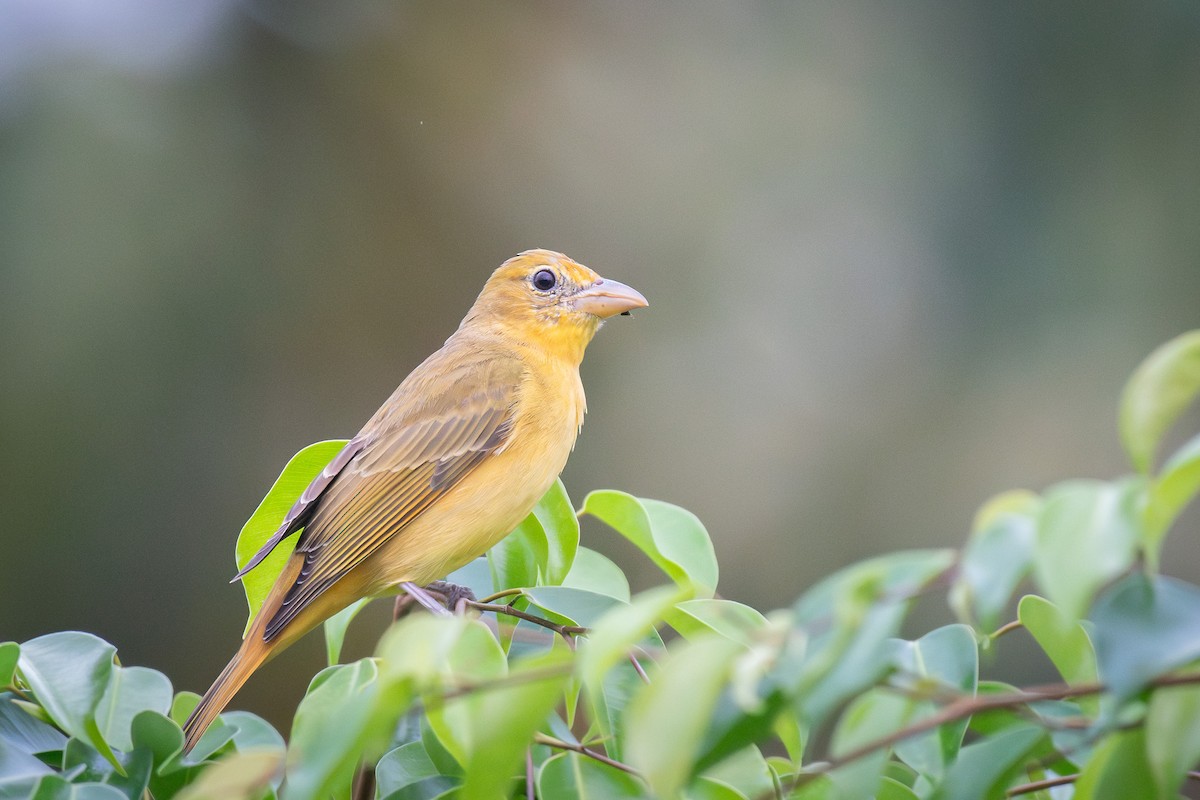 Summer Tanager - ML618761652