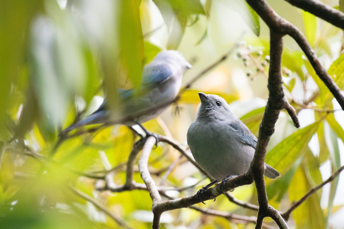 Blue-gray Tanager - Isaiah Rowe