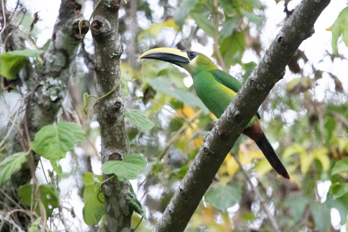 Northern Emerald-Toucanet - ML618761683