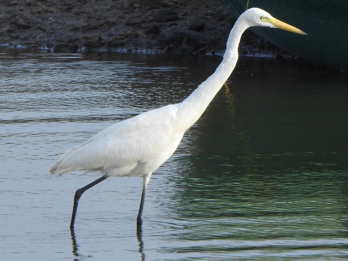 Great Egret - ML618761748