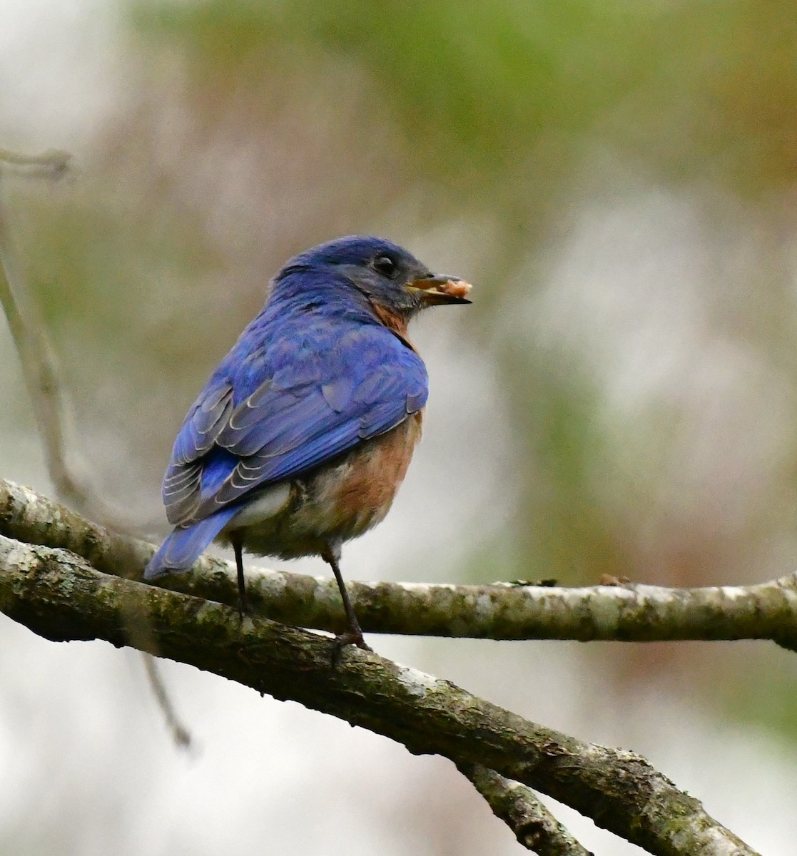 Eastern Bluebird - mike shaw