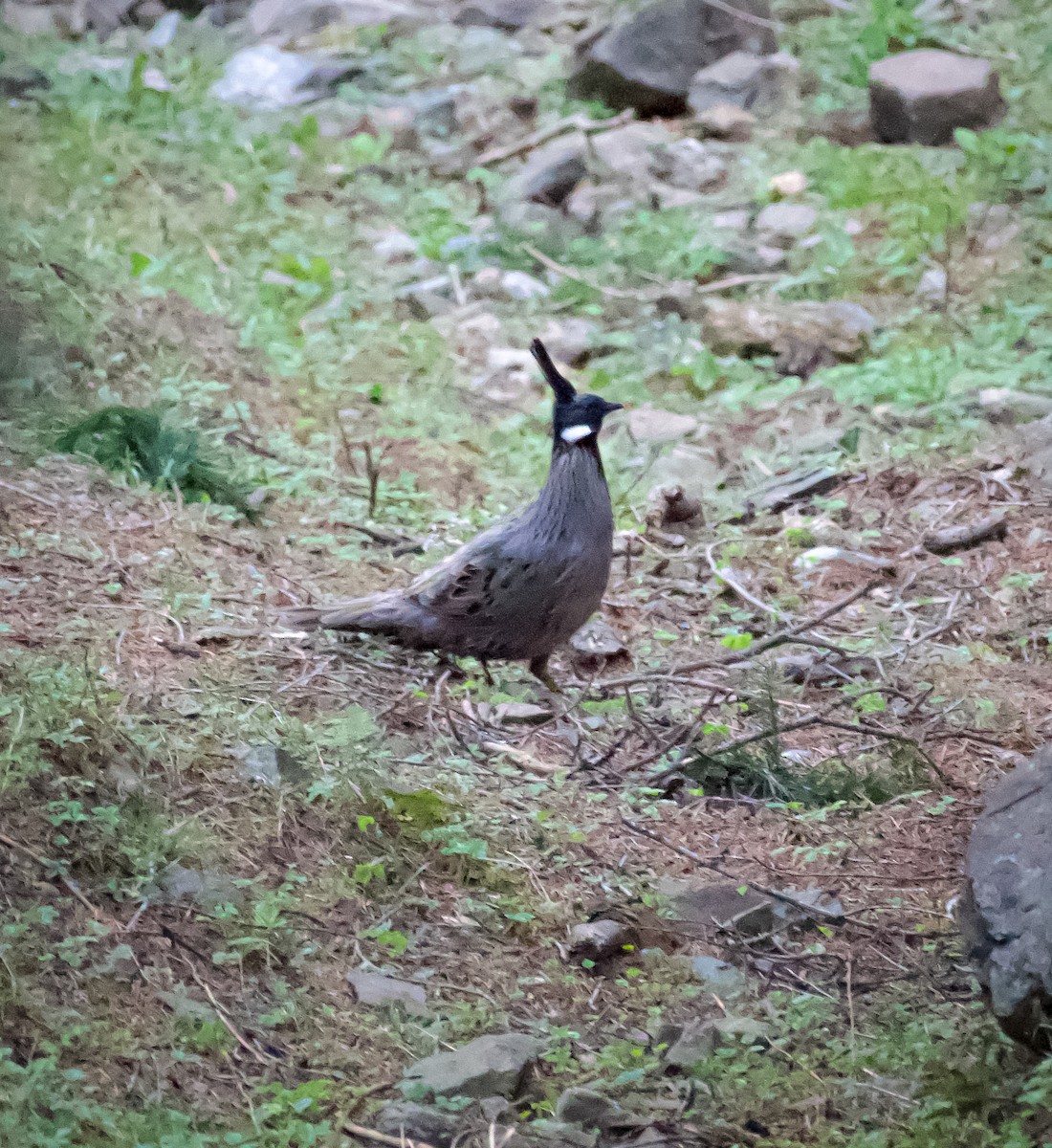 Koklass Pheasant - ML618761770