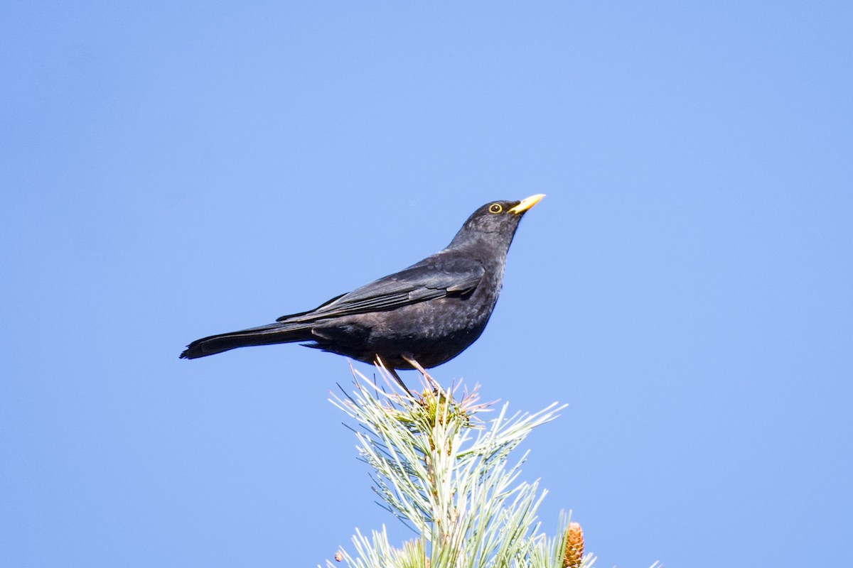 Tibetan Blackbird - ML618761783