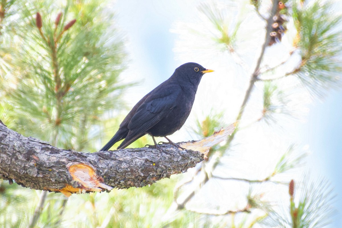 Tibetan Blackbird - ML618761785