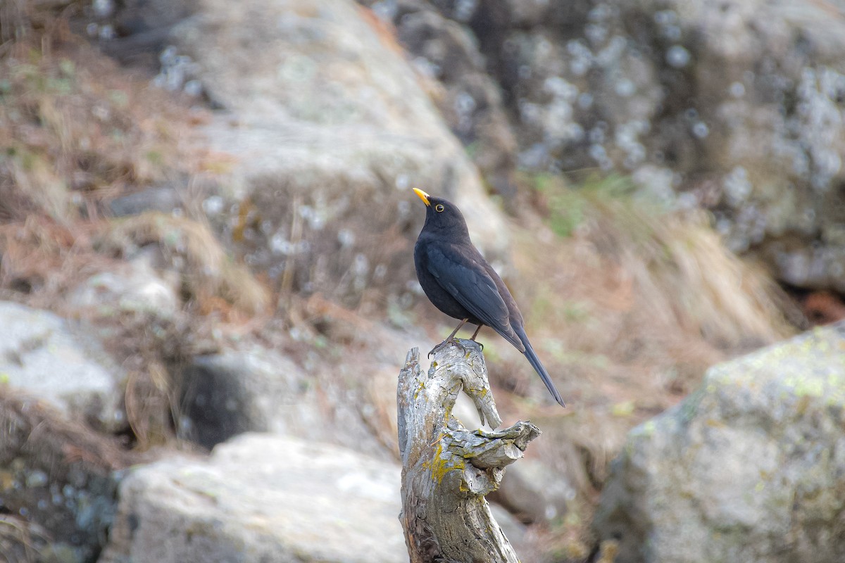 Tibetan Blackbird - ML618761787