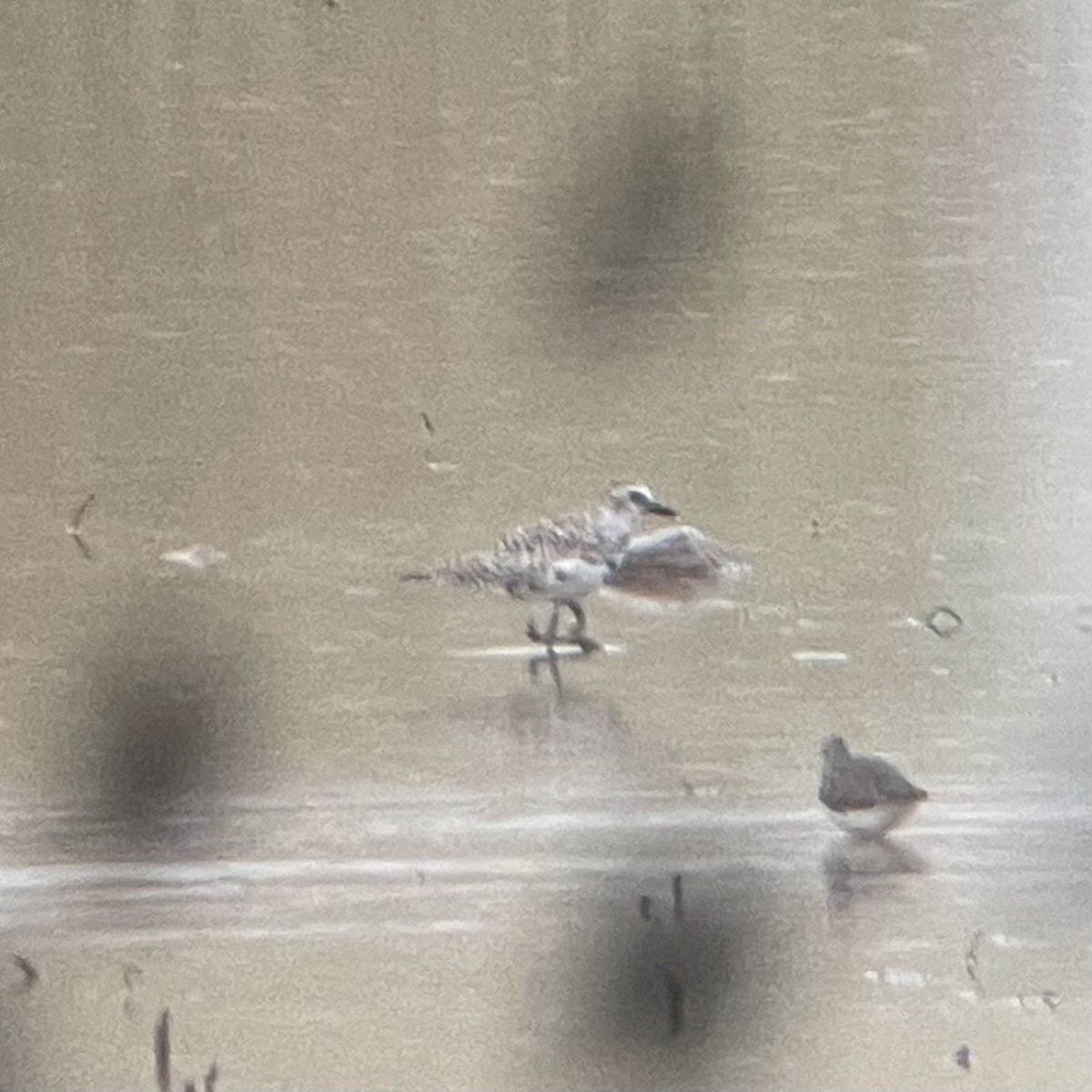 Black-bellied Plover - ML618761804