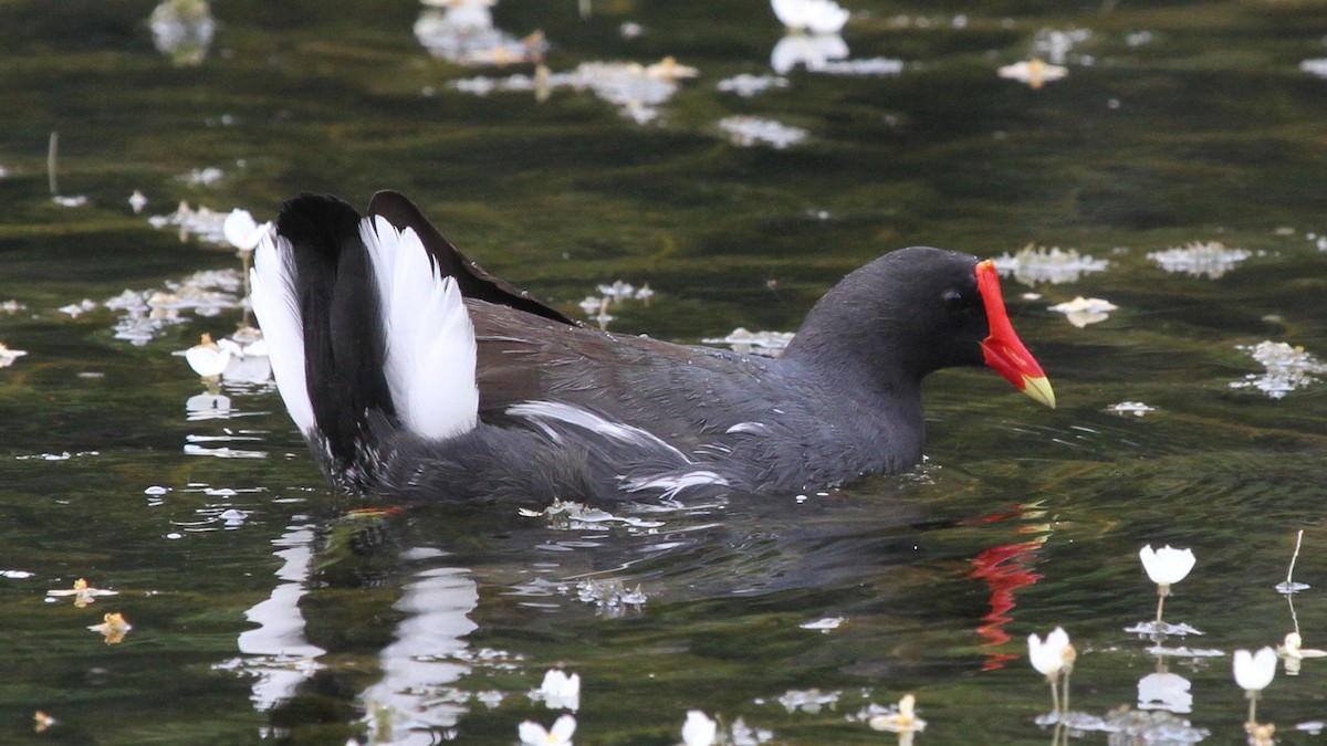 Common Gallinule - ML618761817