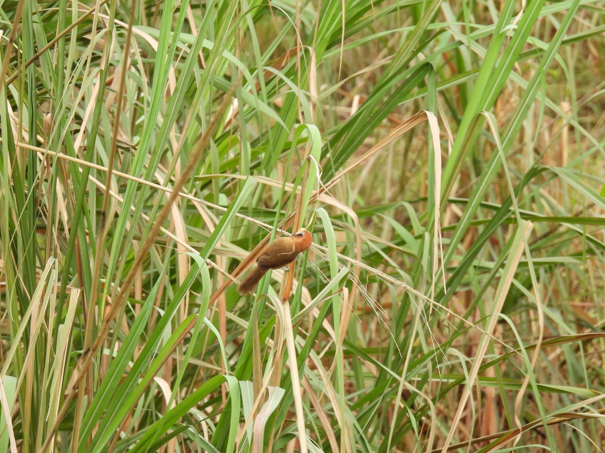 Black-breasted Parrotbill - ML618761856