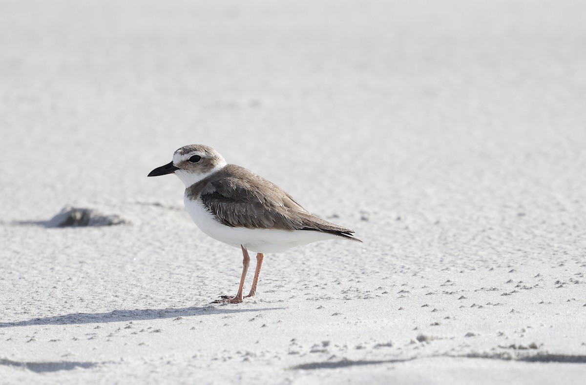 Wilson's Plover - Jan Hansen