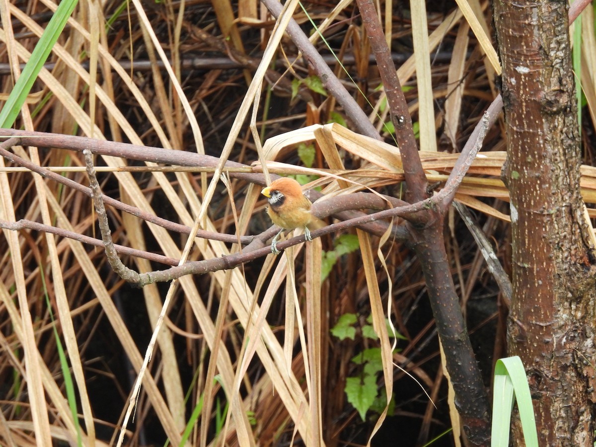 Black-breasted Parrotbill - ML618761879