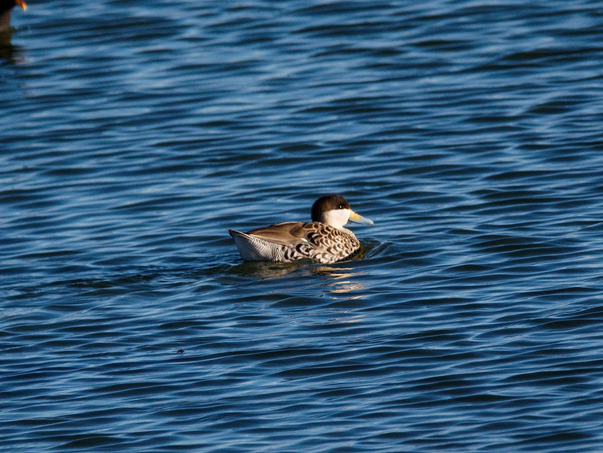 Silver Teal - Quentin Vandemoortele