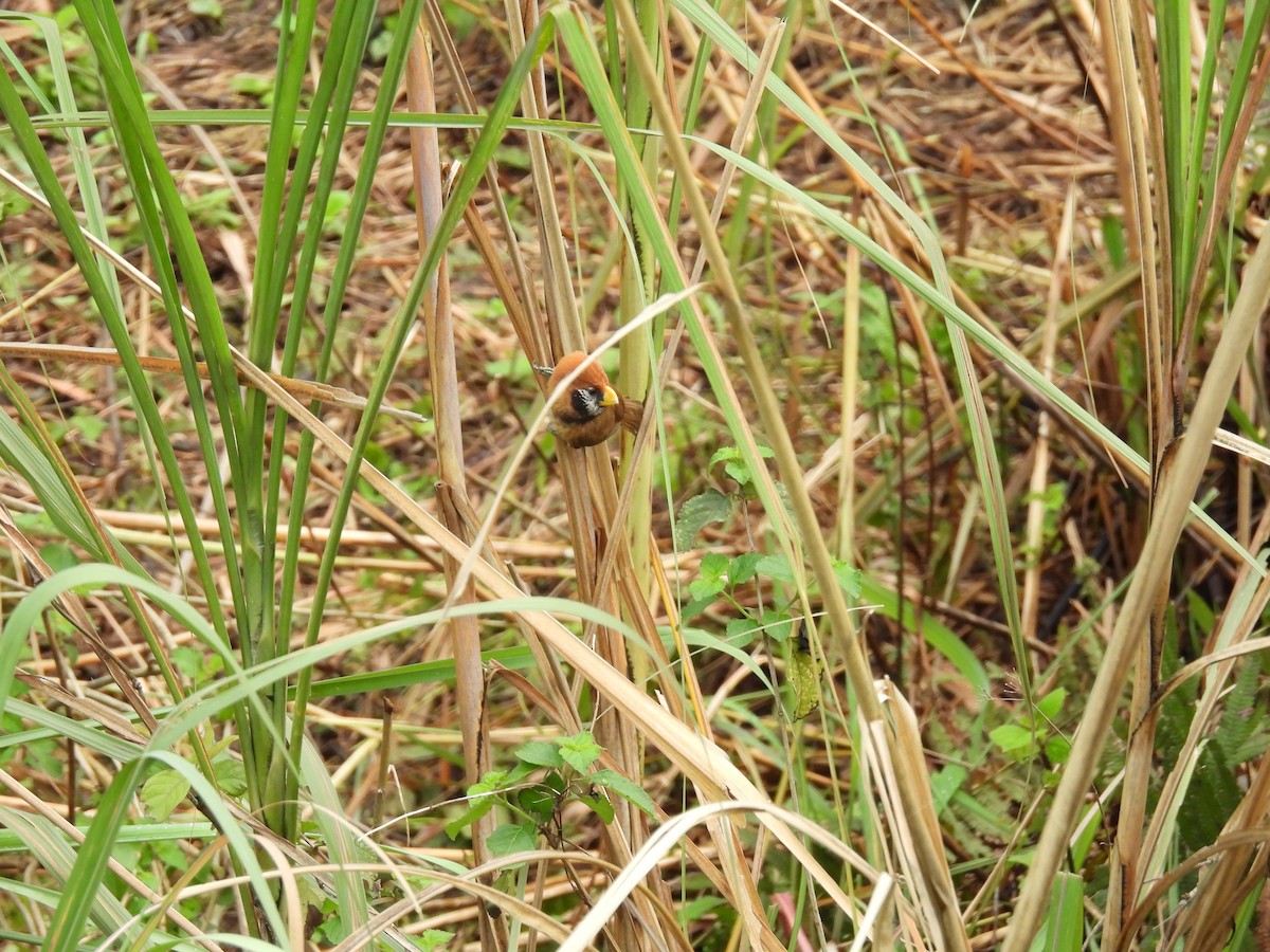 Black-breasted Parrotbill - ML618761892